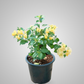 Bougainvillea Yellow