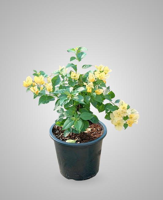 Bougainvillea Yellow