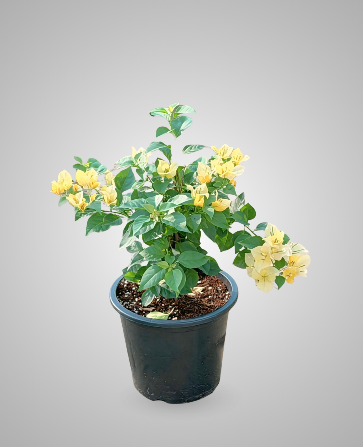 Bougainvillea Yellow
