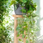 Pothos