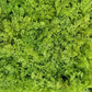 Artificial Moss