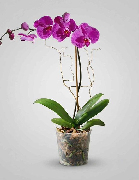 Single Stem Phalaenopsis Orchid Plant