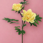 Peony