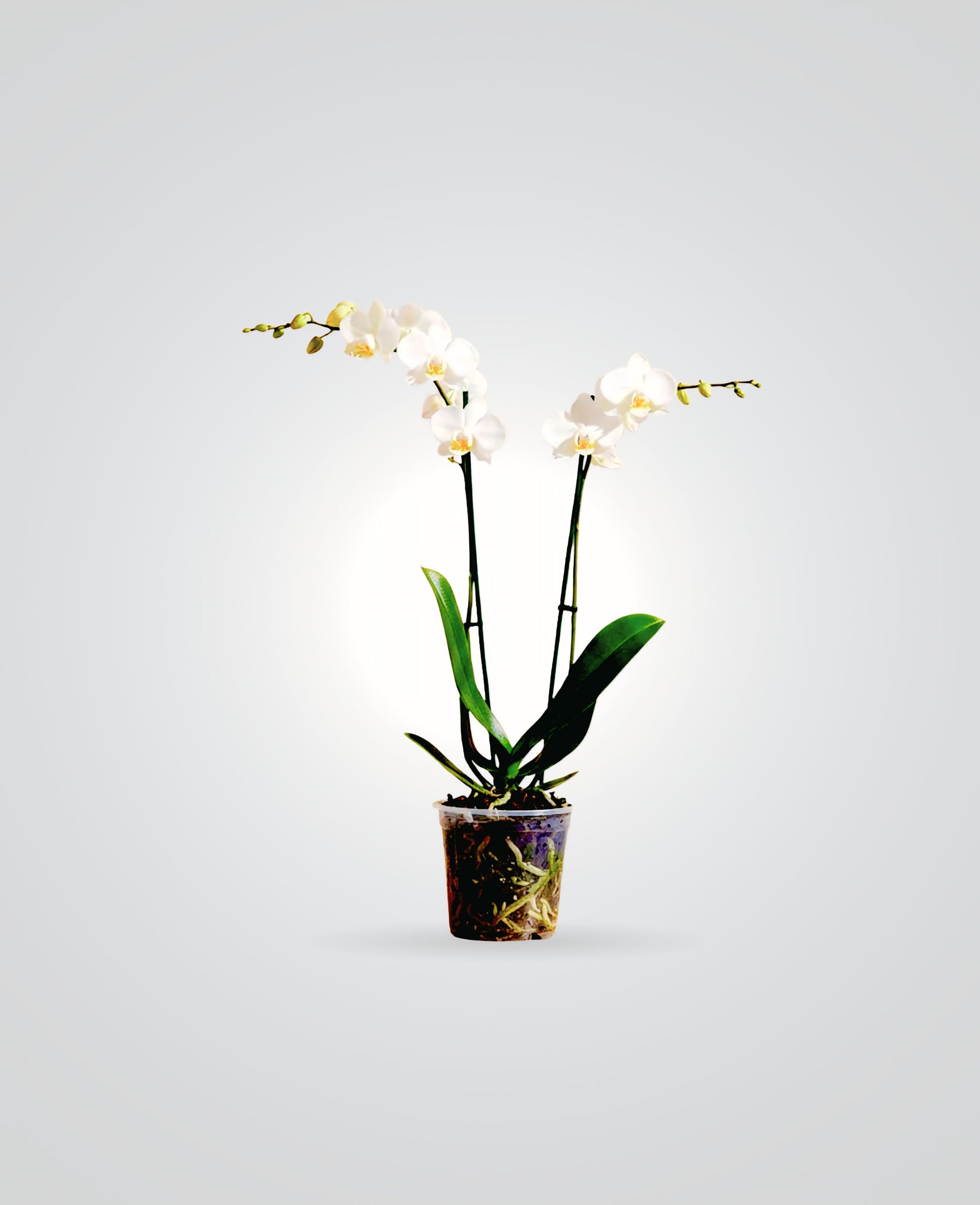 Phalaenopsis Orchid white Double Stem-cplants.ae