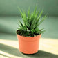 Zebra Cactus