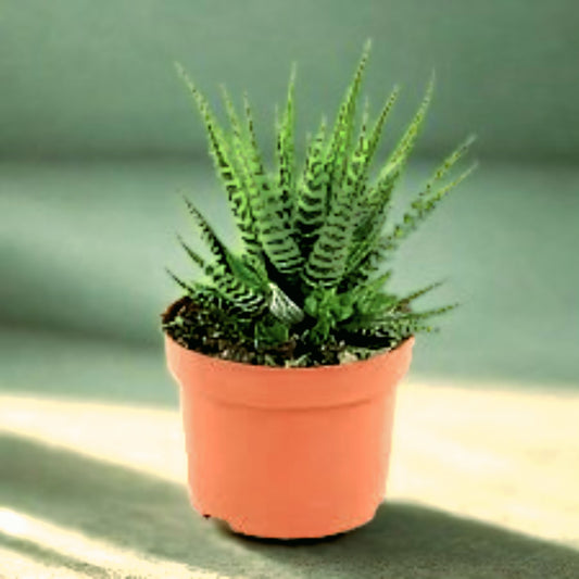 Zebra Cactus