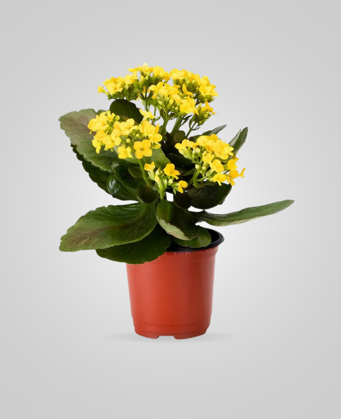 Kalanchoe Yellow Indoor Plants - cplants.ae