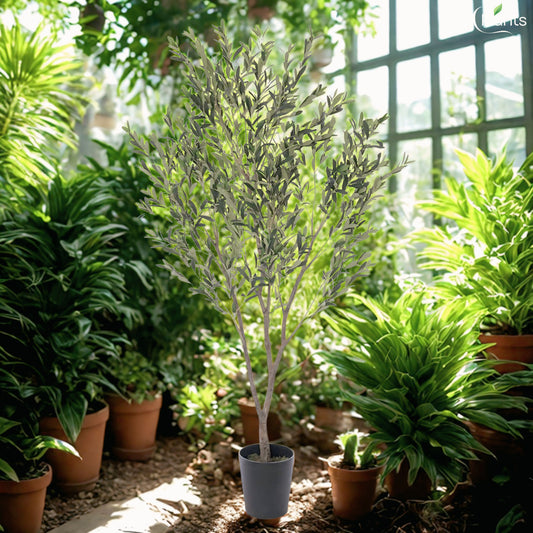 Olive Tree
