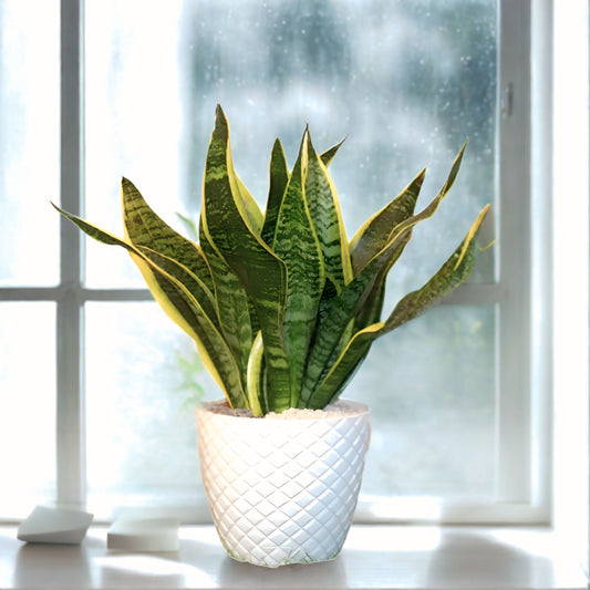 Sansevieria Plant(Snake Plant)