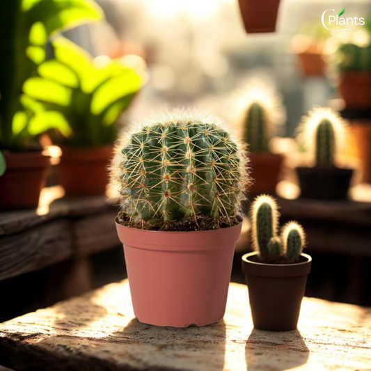 Cacti