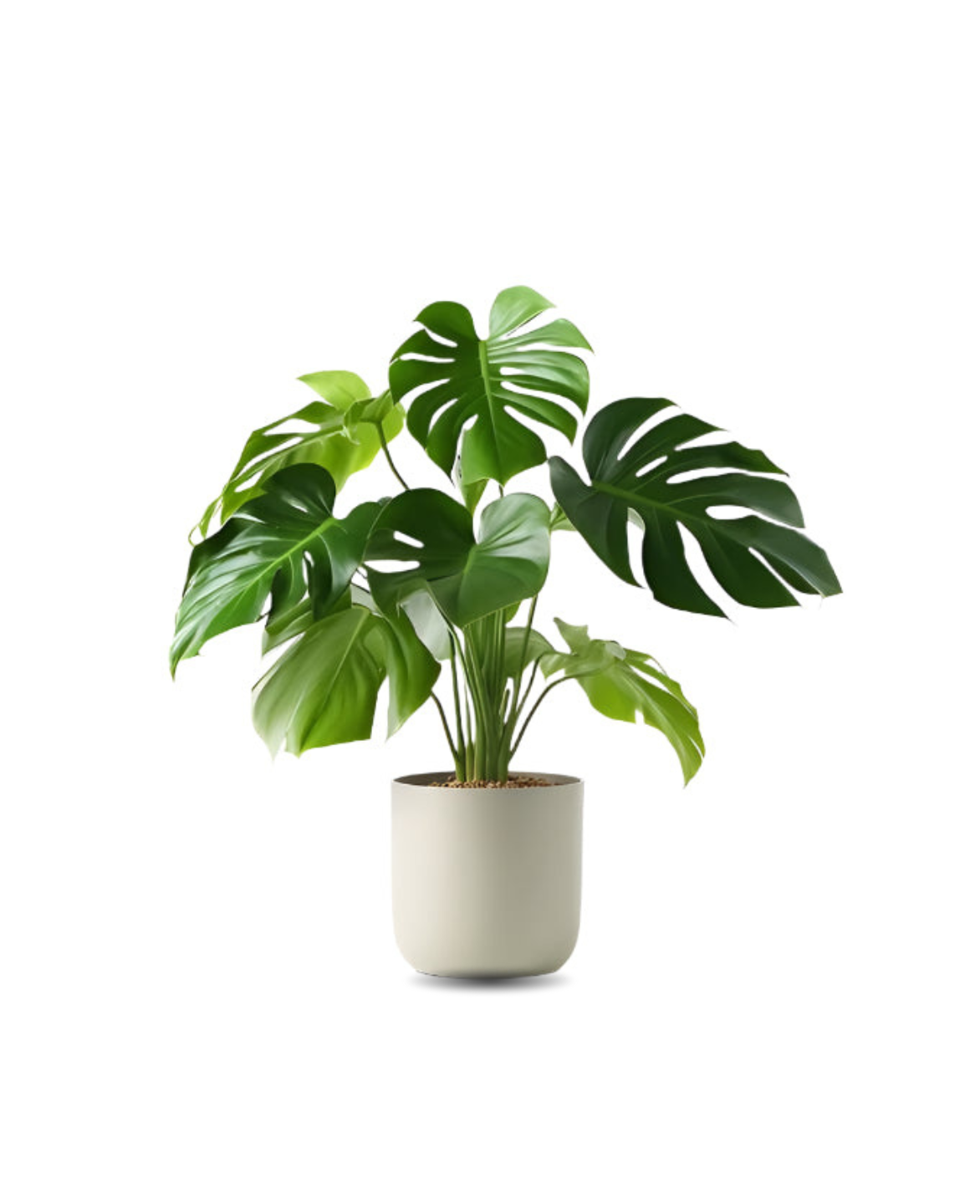 Monstera