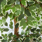 Variegated Ficus Tree