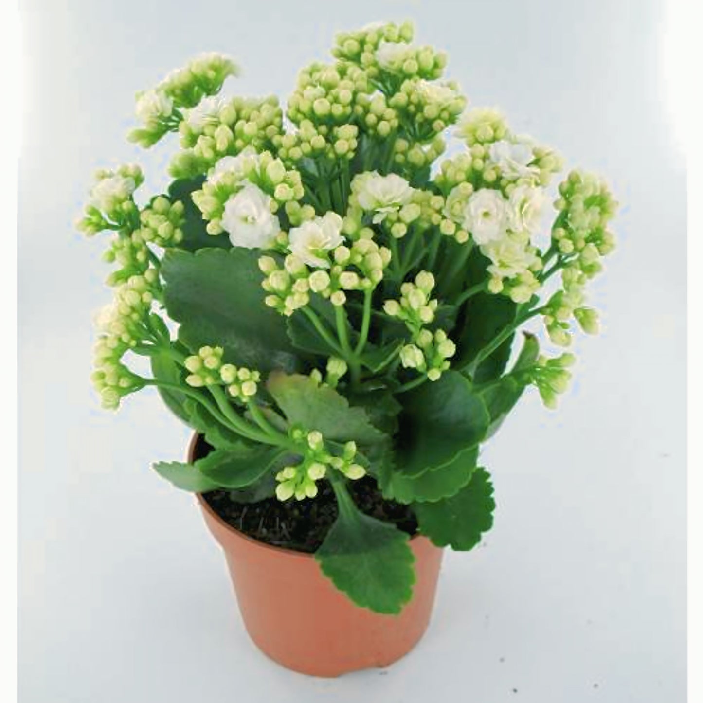 Kalanchoe