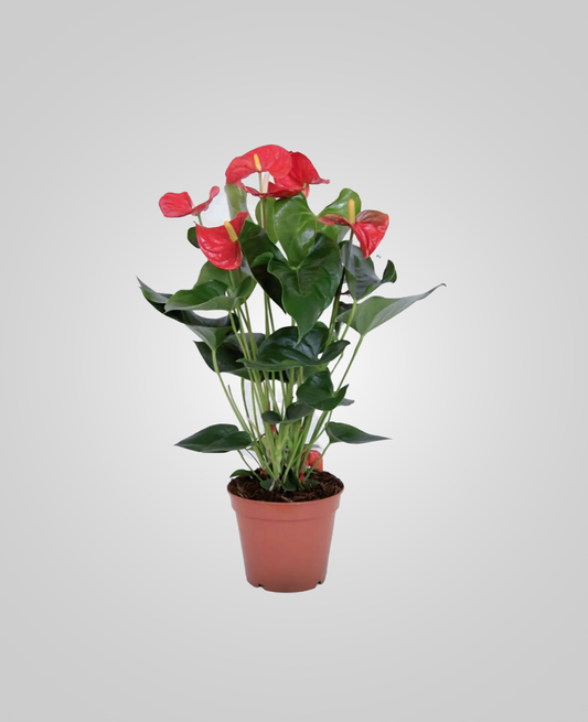Anthurium Pink Indoor plant - cplants.ae