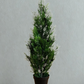 Mini Cedar Pine Tree