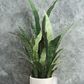 Snake Plant