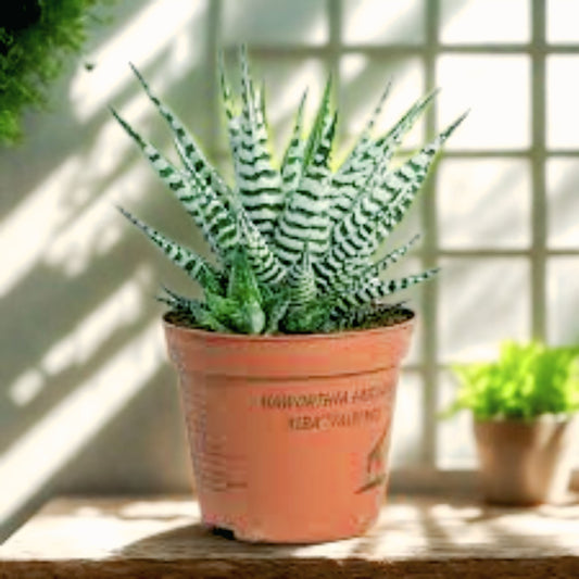Haworthia alba