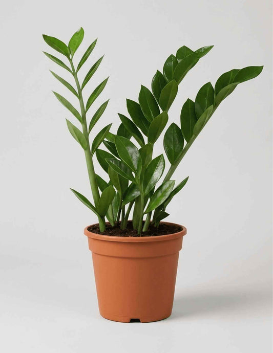 Premium ZZ Plant (Zamioculcas zamiifolia) | Low-Maintenance Indoor Plant