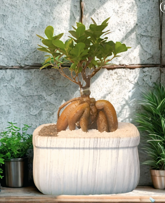 Ficus Bonsai - cplants.ae