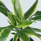 Dracaena Golden Coast