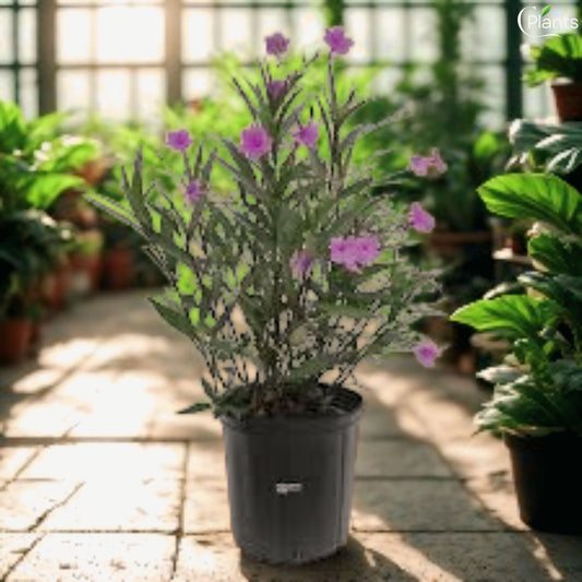 Ruellia Small