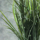 Grass Plant