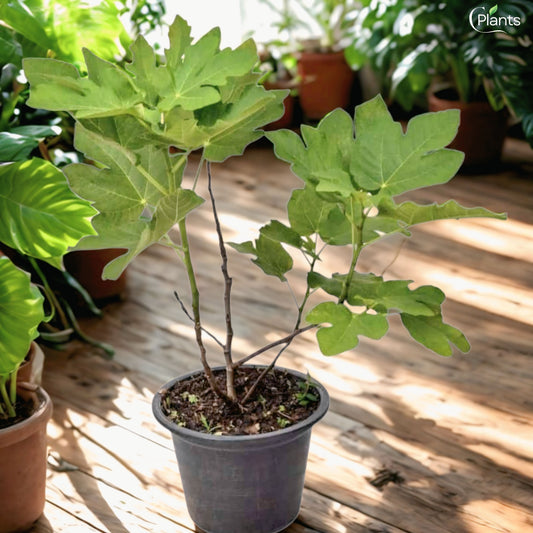Fig Tree