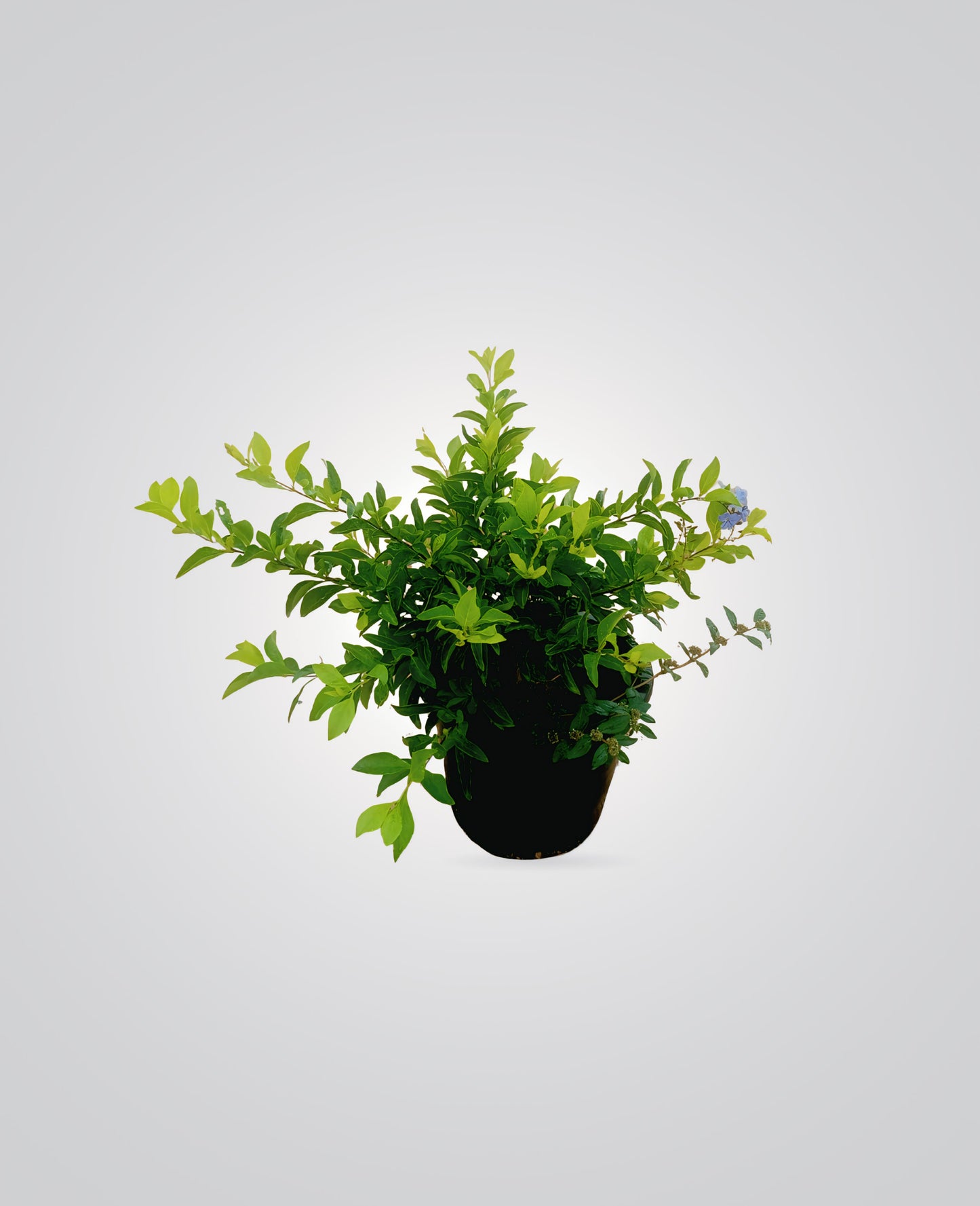 Duranta Erecta (Golden Dewdrop)