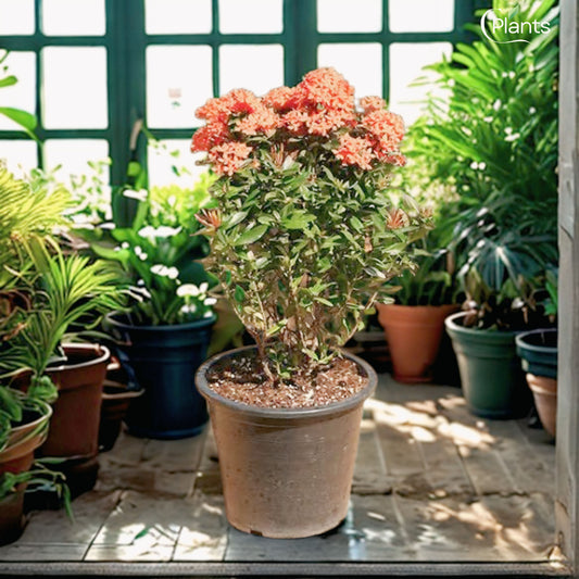 Ixora Flower Plant