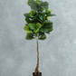 Giant Leaf Fiddle Leaf Fig Tree