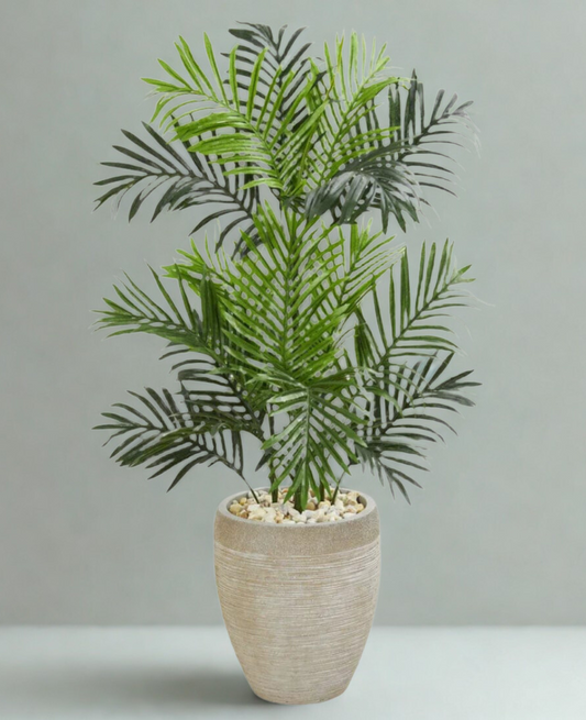 Paradise Palm