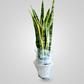 Sansevieria Plant(Snake Plant)