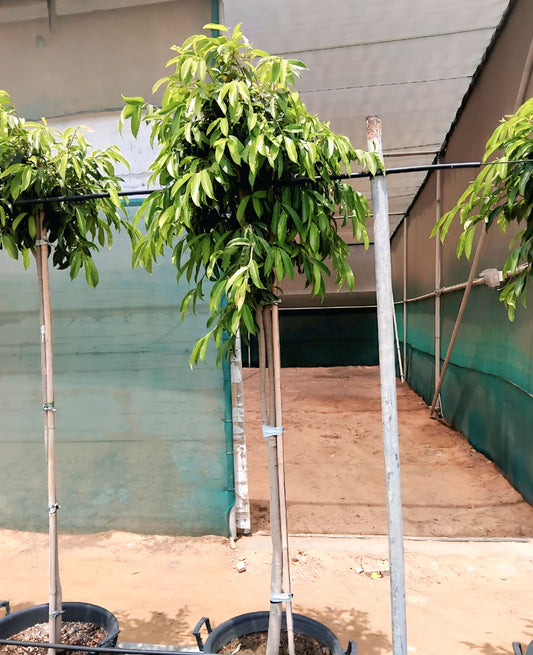 Ficus Amsterking