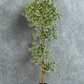 Variegated Ficus Tree