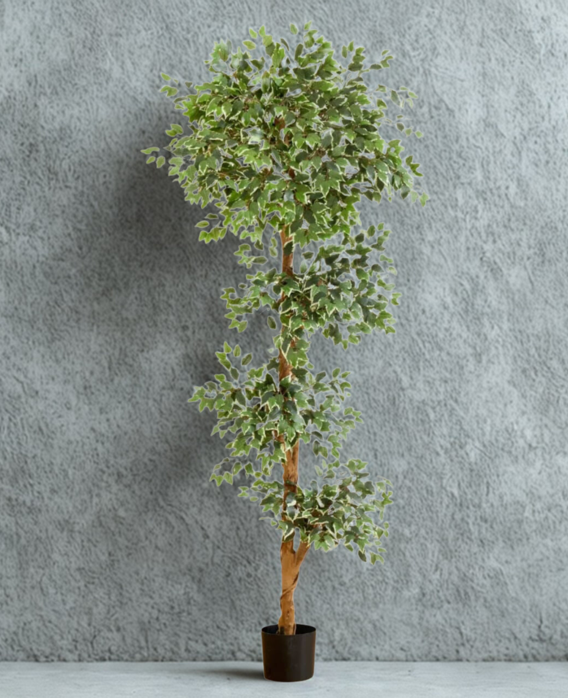 Variegated Ficus Tree