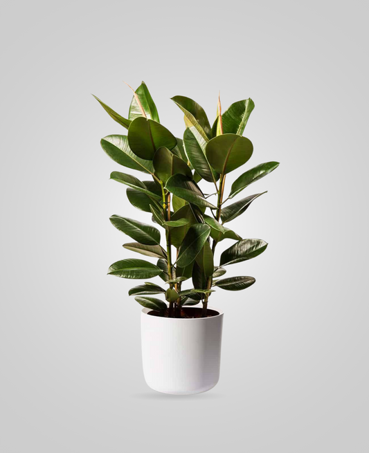 Ficus Elastica Robusta