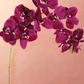 Orchid