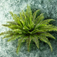 Boston Fern Plant