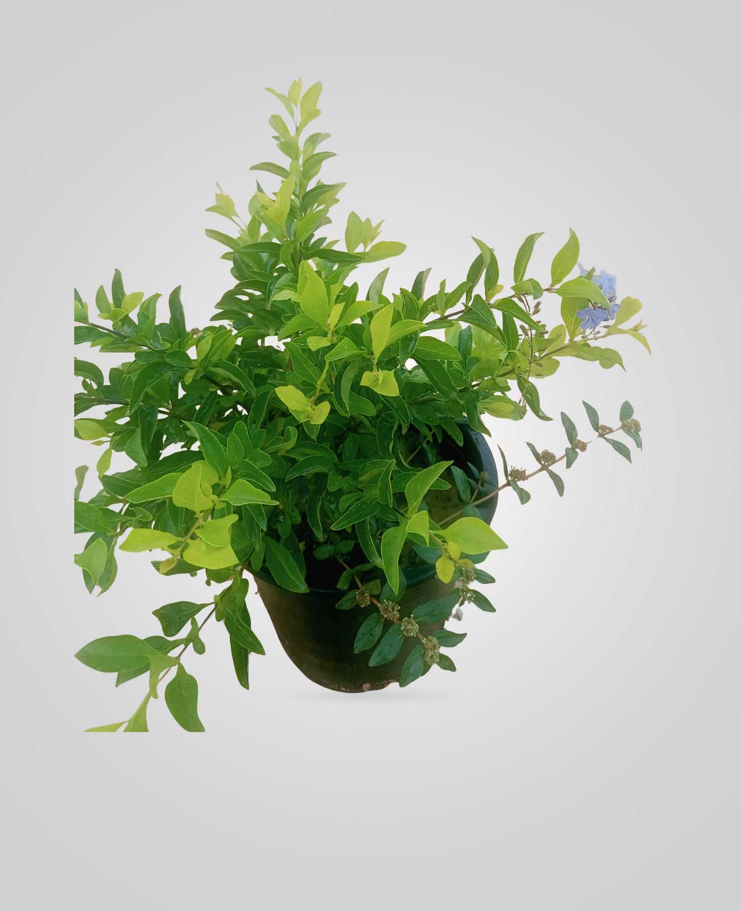 Duranta Erecta (Golden Dewdrop)