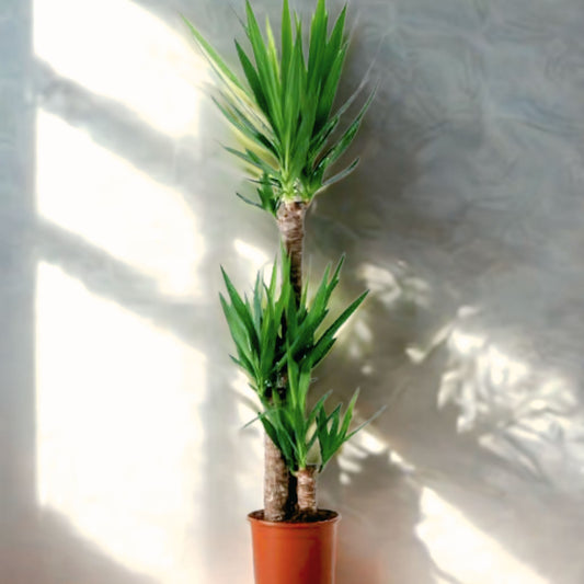 Dracaena Yucca