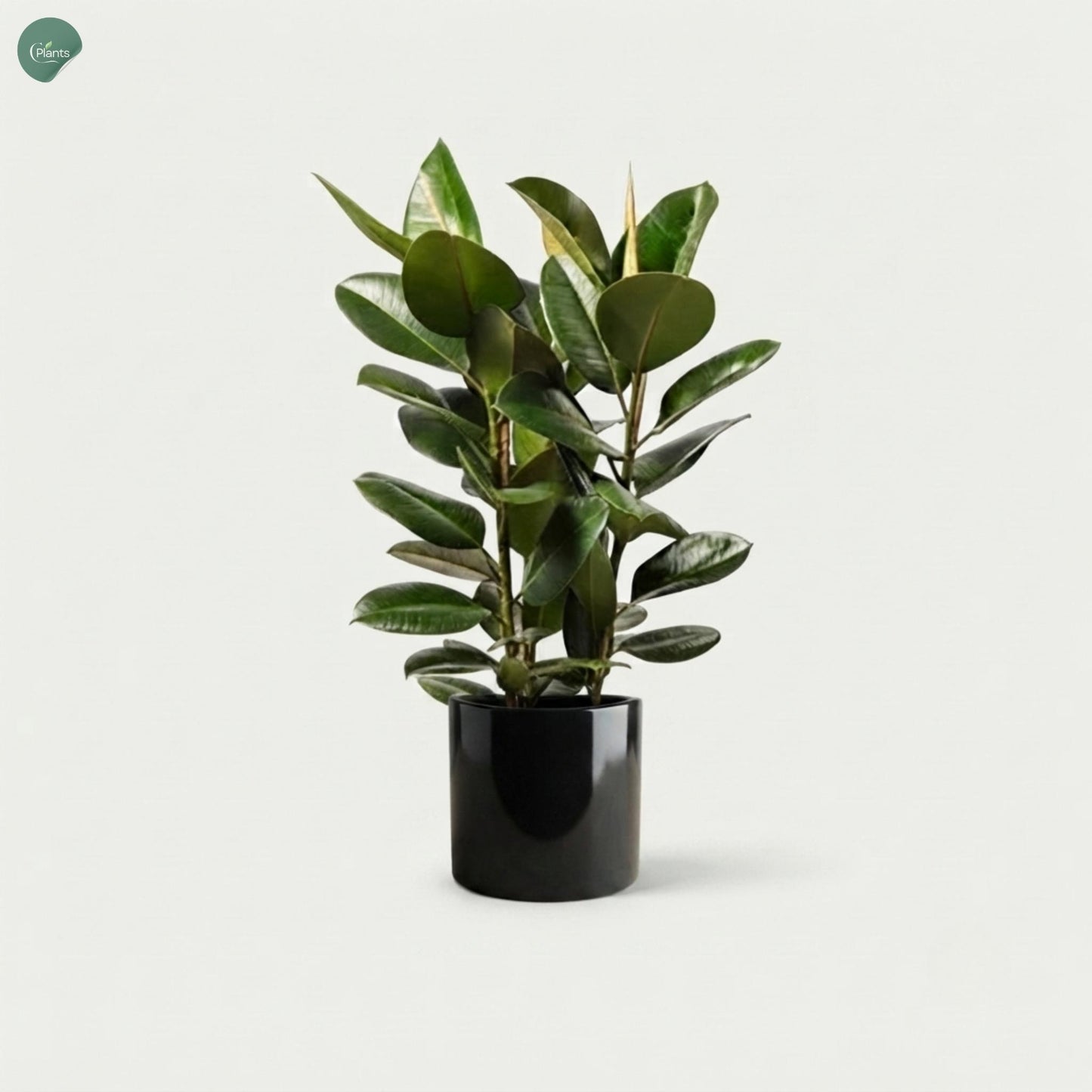 Rubber Plant for Home and Office Dubai UAE 