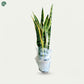 Sansevieria indoor plant delivery Dubai UAE 