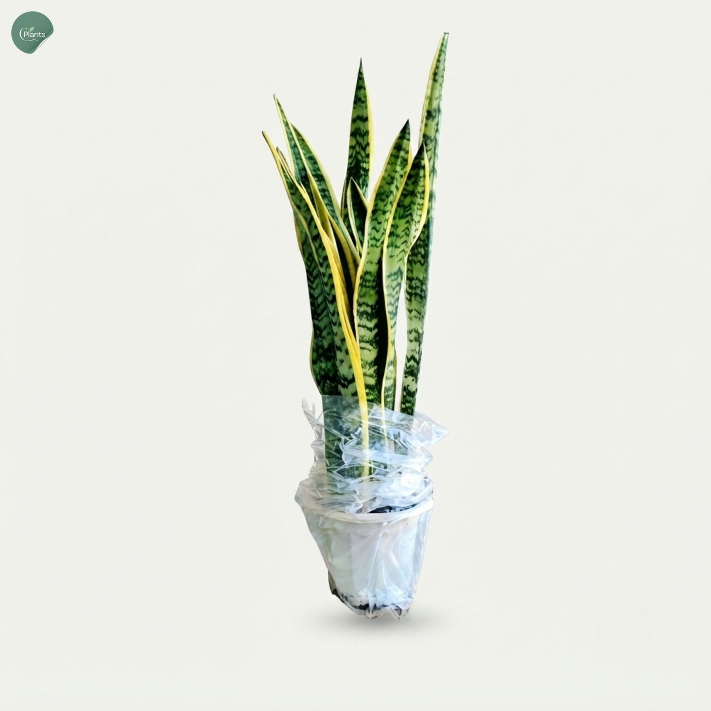 Sansevieria indoor plant delivery Dubai UAE 