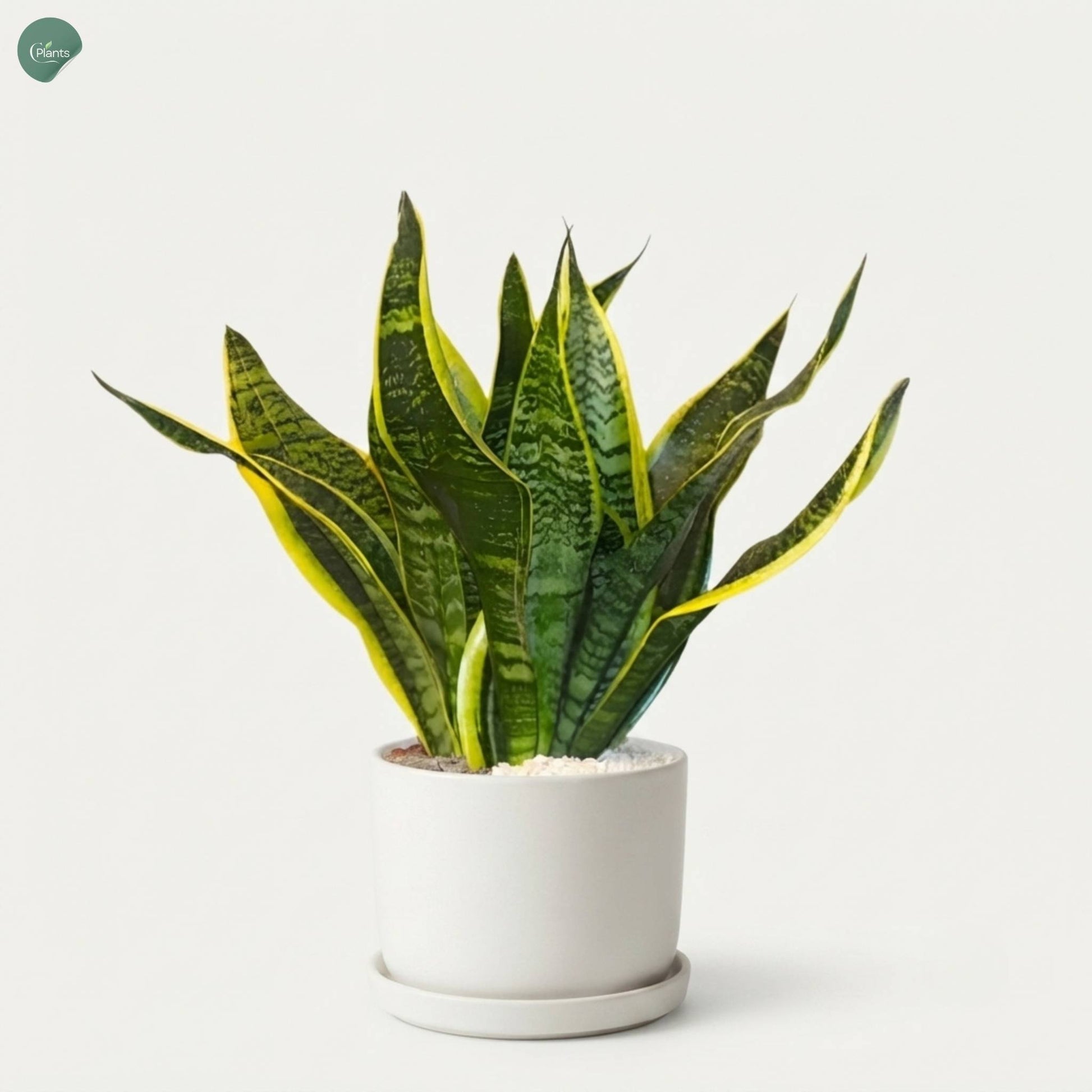 Snake Plant for home and office Dubai UAE 