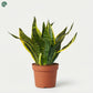 Sansevieria Trifasciata Snake Plant Dubai UAE