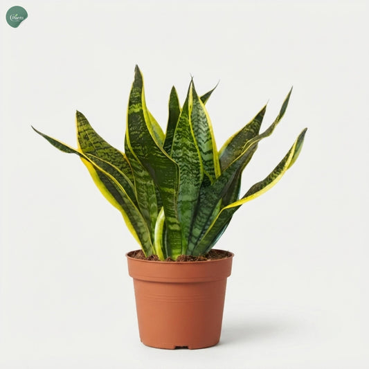 Sansevieria Trifasciata Snake Plant Dubai UAE