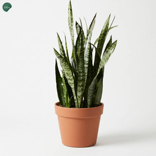 Sansevieria Zeylanica Snake Plant in nursery pot UAE 