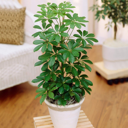 Schefflera