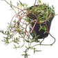 Sesuvium Green