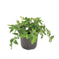 Asystasia Green